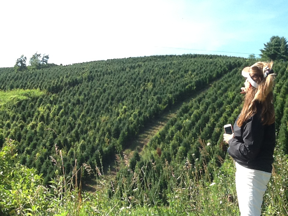 christmas tree farm